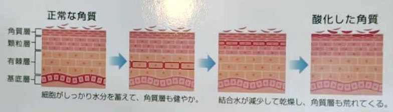 育毛のメカニズム